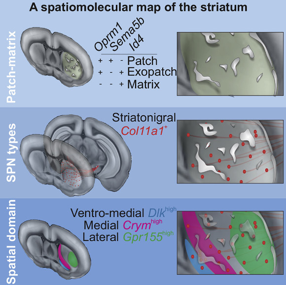 Märtin et al define the molecular identity of striatal projections neurons, focusing on the characterization of the patch and matrix compartments; genetic labeling of mu opioid receptor (Oprm1)-expressing neurons reveals the identity of neuron subtypes, and also establishes spatial markers for the identification of subregions in striatum. Image credit: Märtin et al, doi: 10.1016/j.celrep.2019.11.096.
