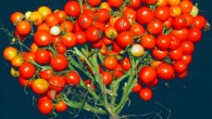 A gene-edited tomato plant. Image credit: Cold Spring Harbor Laboratory.