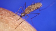 Anopheles gambiae. Image credit: James D. Gathany / CDC.