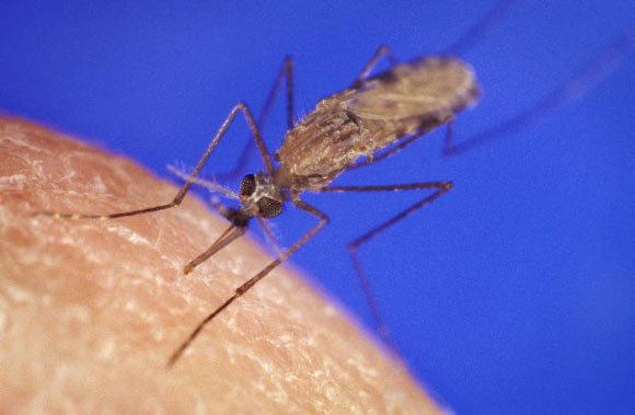 Anopheles gambiae. Image credit: James D. Gathany / CDC.