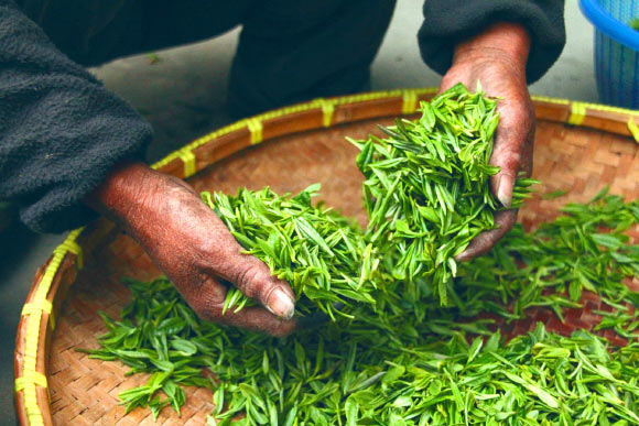 Green tea leaves. Image credit: Highnesser.