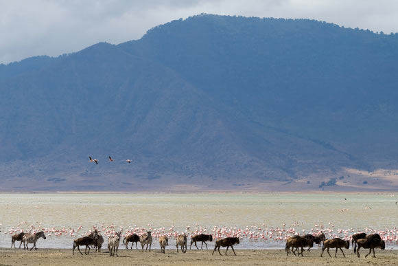 Lake Magadi. Image credit: Stig Nygaard, Flickr / CC BY 2.0.