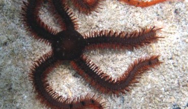 The red brittle star (Ophiocoma wendtii). Image credit: Kent Miller / CC BY-ND 4.0.