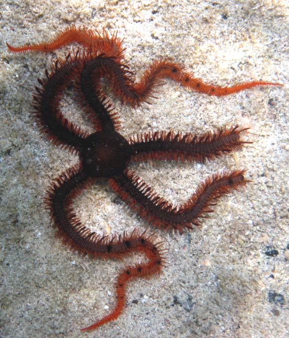 The red brittle star (Ophiocoma wendtii). Image credit: Kent Miller / CC BY-ND 4.0.