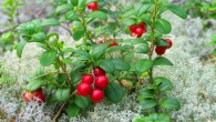Lingonberry (Vaccinium vitis-idaea) possesses anti-inflammatory properties, which may well contribute to its ability to reduce blood pressure and improve vascular function. Image credit: Jonas Bergsten.