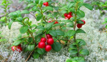 Lingonberry (Vaccinium vitis-idaea) possesses anti-inflammatory properties, which may well contribute to its ability to reduce blood pressure and improve vascular function. Image credit: Jonas Bergsten.