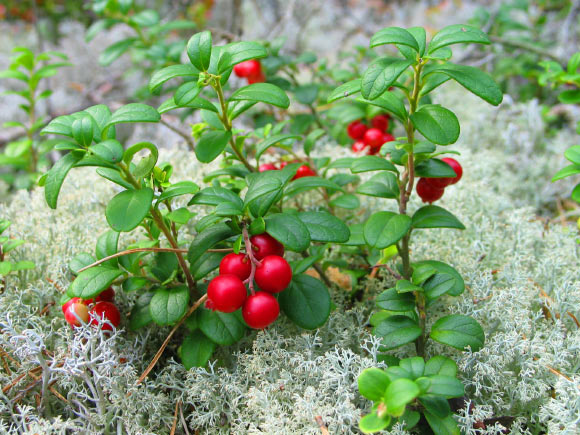 Lingonberry (Vaccinium vitis-idaea) possesses anti-inflammatory properties, which may well contribute to its ability to reduce blood pressure and improve vascular function. Image credit: Jonas Bergsten.