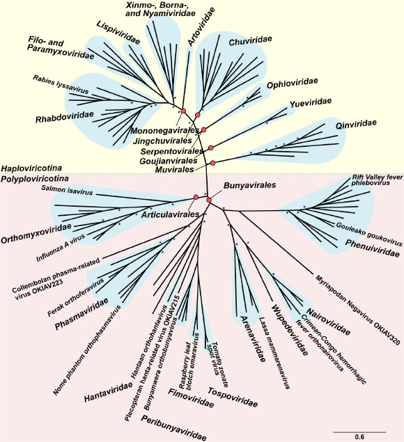 Phylogeny of negative strand RNA viruses: red dots identify virus orders according to current taxonomy; blue clouds show virus families; selected viral species are identified for orientation. Image credit: Käfer et al, doi: 10.1371/journal.ppat.1008224.