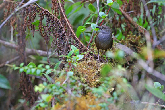 The Taliabu grasshopper-warbler (Locustella portenta). Image credit: James Eaton / Birdtour Asia.