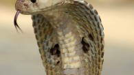 The Indian cobra (Naja naja). Image credit: Kamal N.V. / CC BY 3.0.