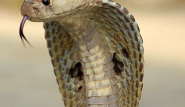 The Indian cobra (Naja naja). Image credit: Kamal N.V. / CC BY 3.0.