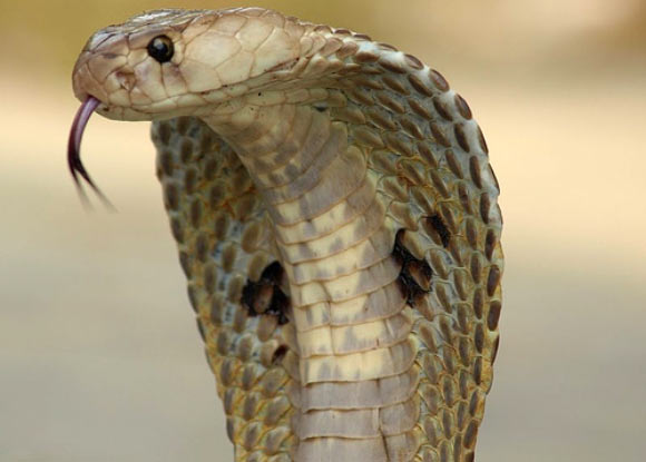 The Indian cobra (Naja naja). Image credit: Kamal N.V. / CC BY 3.0.