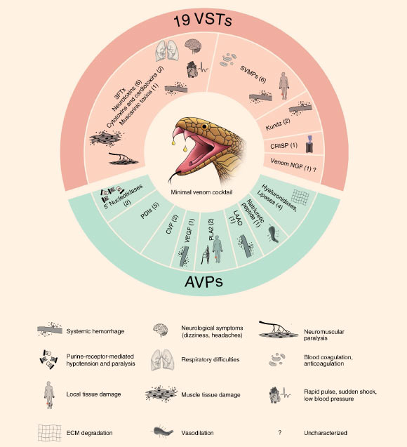Indian cobra’s minimal venom cocktail: 19 venom-ome-specific toxin genes (VSTs), accessory venom proteins (AVPs), and their primary physiological targets. ECM - extracellular matrix, PDIs - protein disulfide isomerases. Image credit: Suryamohan et al, doi: 10.1038/s41588-019-0559-8.