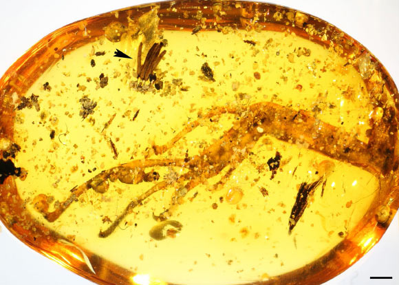 Overview of the Kachin amber specimen showing the close proximity of the myxomycete sporocarps (arrowhead) and the hind leg of an agamid lizard. Scale bar - 1 mm. Image credit: Rikkinen et al, doi: 10.1038/s41598-019-55622-9.