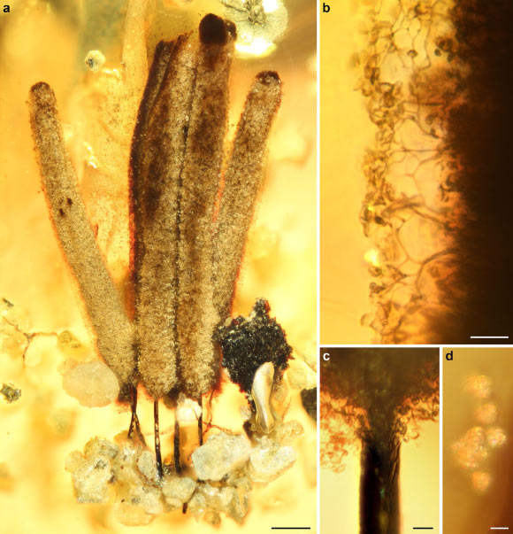 Fossil Stemonitis in Kachin amber: (a) general habitus of sporocarps; (b) surface of sporotheca, showing details of capillitium; (c) base of sporotheca, showing stalk continuing as a columella into the sporotheca; (d) detached spores. Scale bars - 200 µm in (a), 20 µm in (b), 10 µm in (c), and 5 µm in (d). Image credit: Rikkinen et al, doi: 10.1038/s41598-019-55622-9.