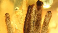 Fossil Stemonitis in Kachin amber. Image credit: Rikkinen et al, doi: 10.1038/s41598-019-55622-9.