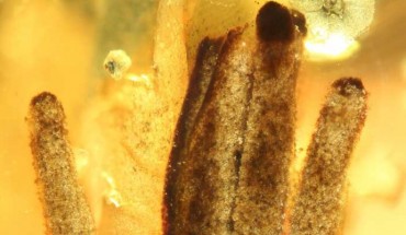Fossil Stemonitis in Kachin amber. Image credit: Rikkinen et al, doi: 10.1038/s41598-019-55622-9.