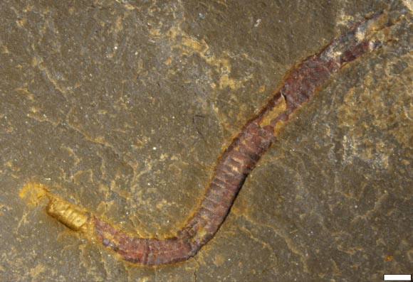 The fossilized cloudinomorph Costatubus bibendi from the Wood Canyon Formation, Nye County, Nevada, the United States. Image credit: Scale bar - 1 mm. Image credit: Selly et al, doi: 10.1080/14772019.2019.1623333 / Schiffbauer et al, doi: 10.1038/s41467-019-13882-z.