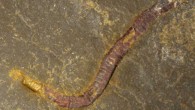 The fossilized cloudinomorph Costatubus bibendi from the Wood Canyon Formation, Nye County, Nevada, the United States. Image credit: Scale bar - 1 mm. Image credit: Selly et al, doi: 10.1080/14772019.2019.1623333 / Schiffbauer et al, doi: 10.1038/s41467-019-13882-z.
