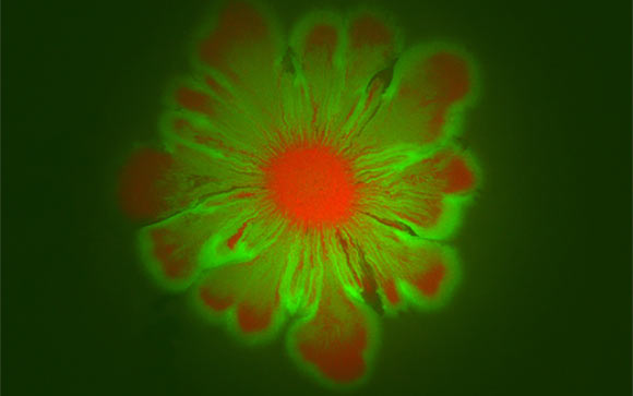 Escherichia coli and Acinetobacter baylyi form intricate flower-like patterns when grown together over a 24-hour period. Image credit: BioCircuits Institute / University of California, San Diego.