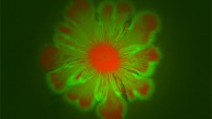 Escherichia coli and Acinetobacter baylyi form intricate flower-like patterns when grown together over a 24-hour period. Image credit: BioCircuits Institute / University of California, San Diego.