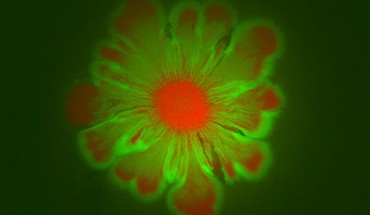 Escherichia coli and Acinetobacter baylyi form intricate flower-like patterns when grown together over a 24-hour period. Image credit: BioCircuits Institute / University of California, San Diego.