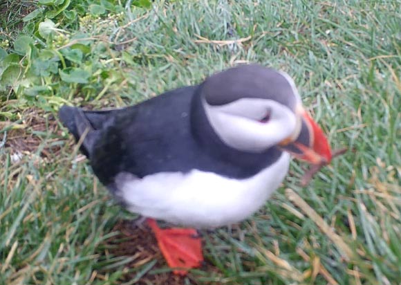An Atlantic puffin (Fratercula arctica) scratching with a stick on Grimsey Island, Iceland. Image credit: Fayet et al, doi: 10.1073/pnas.1918060117.