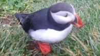 An Atlantic puffin (Fratercula arctica) scratching with a stick on Grimsey Island, Iceland. Image credit: Fayet et al, doi: 10.1073/pnas.1918060117.