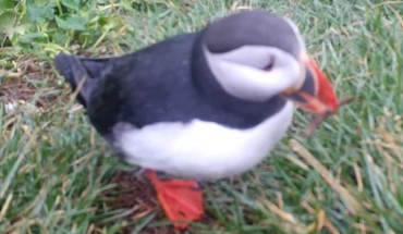 An Atlantic puffin (Fratercula arctica) scratching with a stick on Grimsey Island, Iceland. Image credit: Fayet et al, doi: 10.1073/pnas.1918060117.