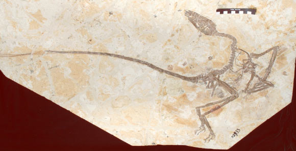 The skeleton of Wulong bohaiensis. Image credit: Ashley Poust.