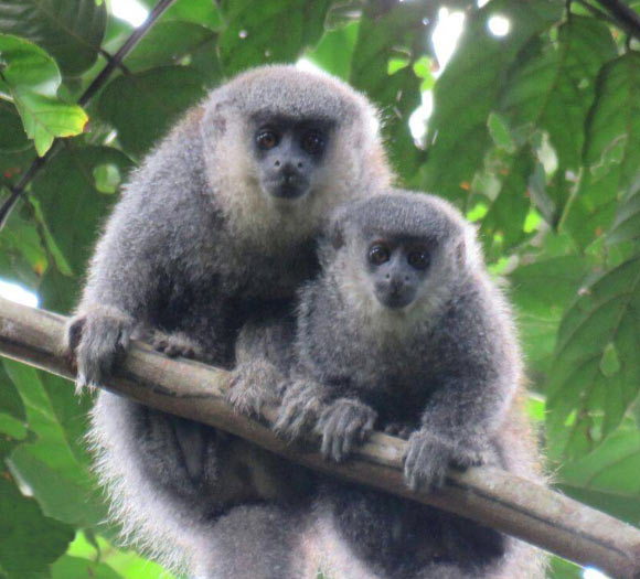 Parecis titis (Plecturocebus parecis) in the forest reserve of the UHE Rondon II hydroelectric plant, municipality of Pimenta Bueno, Rondônia, Brazil. Image credit: Alberto Caldeiras.