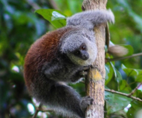 The Parecis titi (Plecturocebus parecis) in the forest reserve of the UHE Rondon II hydroelectric plant, municipality of Pimenta Bueno, Rondônia, Brazil. Image credit: Manoel Pinheiro.