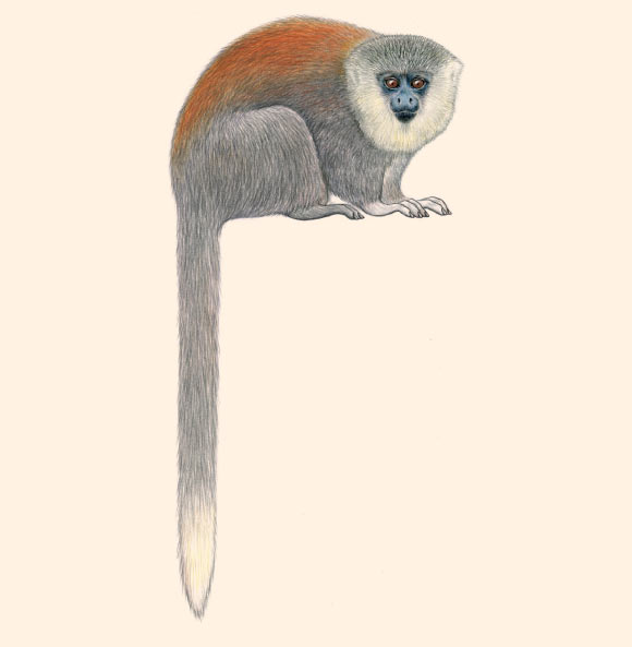 An artist’s impression of the Parecis titi (Plecturocebus parecis). Image credit: Stephen D. Nash.