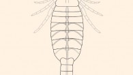 Reconstruction of Parioscorpio venator. Structures outlined in gray are inferred based on Proscorpius osborni. Structures highlighted with gray infilling are the preserved elements of the pulmonary-cardiovascular system. Image credit: Wendruff et al, doi: 10.1038/s41598-019-56010-z.