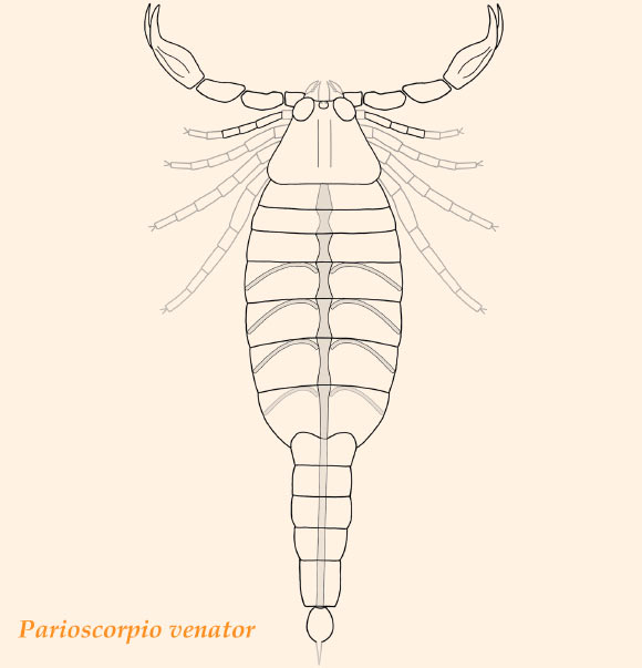 Reconstruction of Parioscorpio venator. Structures outlined in gray are inferred based on Proscorpius osborni. Structures highlighted with gray infilling are the preserved elements of the pulmonary-cardiovascular system. Image credit: Wendruff et al, doi: 10.1038/s41598-019-56010-z.