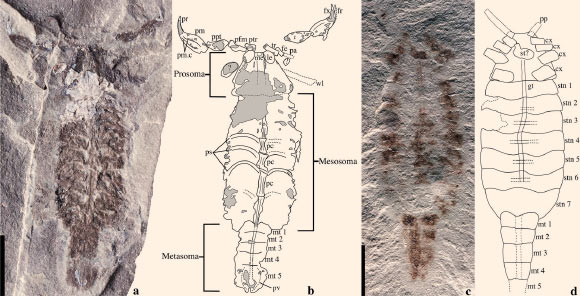 Parioscorpio venator from the Brandon Bridge Formation, Wisconsin, the United States. Scale bars - 5 mm. Image credit: Wendruff et al, doi: 10.1038/s41598-019-56010-z.