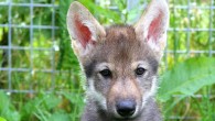Hansen Wheat & Temrin provide the first empirical evidence that wolves, and not only dogs, express interspecific play with a human based on social-communicative cues. This image shows a wolf puppy named Flea, who comes from a non-fetching litter born in 2015. Image credit: Christina Hansen Wheat.