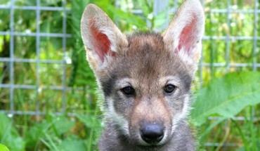 Hansen Wheat & Temrin provide the first empirical evidence that wolves, and not only dogs, express interspecific play with a human based on social-communicative cues. This image shows a wolf puppy named Flea, who comes from a non-fetching litter born in 2015. Image credit: Christina Hansen Wheat.