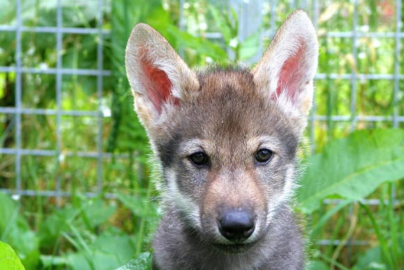 Hansen Wheat & Temrin provide the first empirical evidence that wolves, and not only dogs, express interspecific play with a human based on social-communicative cues. This image shows a wolf puppy named Flea, who comes from a non-fetching litter born in 2015. Image credit: Christina Hansen Wheat.