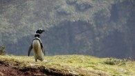 A Magellanic penguin (Spheniscus magellanicus) on a bluff on Isla de los Estados, Argentina. Image credit: Ulises Balza / Wildlife Conservation Society.