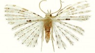 Alucita udovichenkoi, an adult male. Image credit: Kovtunovich et al.