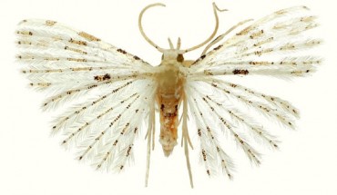 Alucita udovichenkoi, an adult male. Image credit: Kovtunovich et al.