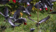 African gray parrots (Psittacus erithacus). Image credit: Andrew Bernard / CC BY 2.0.