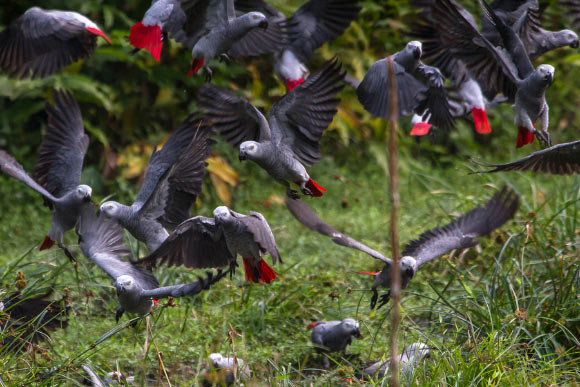 African gray parrots (Psittacus erithacus). Image credit: Andrew Bernard / CC BY 2.0.