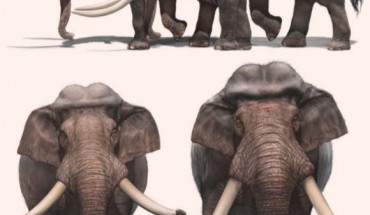 Reconstructed life appearance of the straight-tusked elephant Palaeoloxodon antiquus in (top) side and (bottom) frontal view, based on remains uncovered from the Neumark-Nord 1 site in Saxony-Anhalt, Germany. Image credit: Hsu Shu-yu.