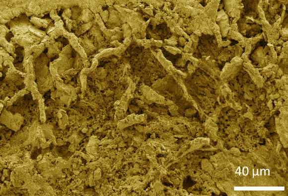 High-resolution SEM micrograph of the mycelial networks from the Mbuji-Mayi Supergroup, Democratic Republic of Congo. Image credit: Bonneville et al, doi: 10.1126/sciadv.aax7599.