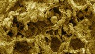 High-resolution SEM micrograph of the mycelium-like structures from the Mbuji-Mayi Supergroup, Democratic Republic of Congo. Image credit: Bonneville et al, doi: 10.1126/sciadv.aax7599.
