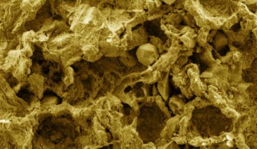 High-resolution SEM micrograph of the mycelium-like structures from the Mbuji-Mayi Supergroup, Democratic Republic of Congo. Image credit: Bonneville et al, doi: 10.1126/sciadv.aax7599.