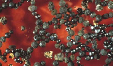 These 2.7 billion-year-old meteorites, about half a millimeter across, fell into the ocean and were collected from the deep sea. Image credit: Donald Brownlee / University of Washington.