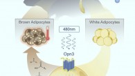 White fat cells (adipocytes) activate the lipolysis pathway to produce the free fatty acids that are used as heating fuel by brown adipose tissue. Nayak et al show that OPN3 is required for blue-light-enhanced activation of the lipolysis pathway. This explains the low body temperature of OPN3 mutant mice. Image credit: Nayak et al, doi: 10.1016/j.celrep.2019.12.043.